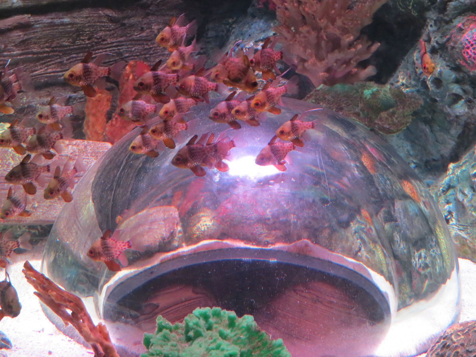 Shipwreck - Pop-up Bubble Tank