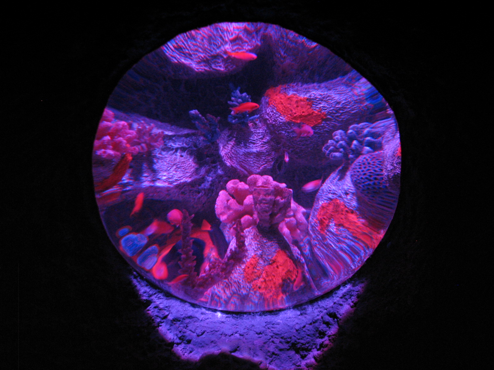 Shipwreck - Purple Tang and Squareback Anthias Exhibit