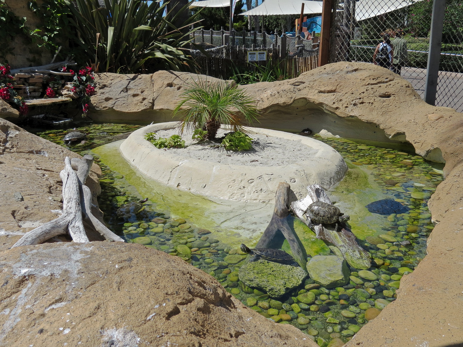 Shipwreck Rapids - Freshwater Turtle Exhibit - Unsigned