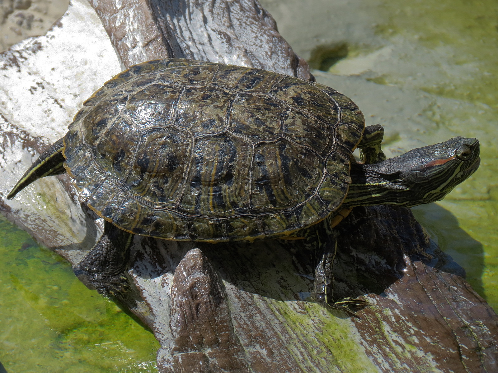 Shipwreck Rapids - Freshwater Turtle Exhibit - Unsigned