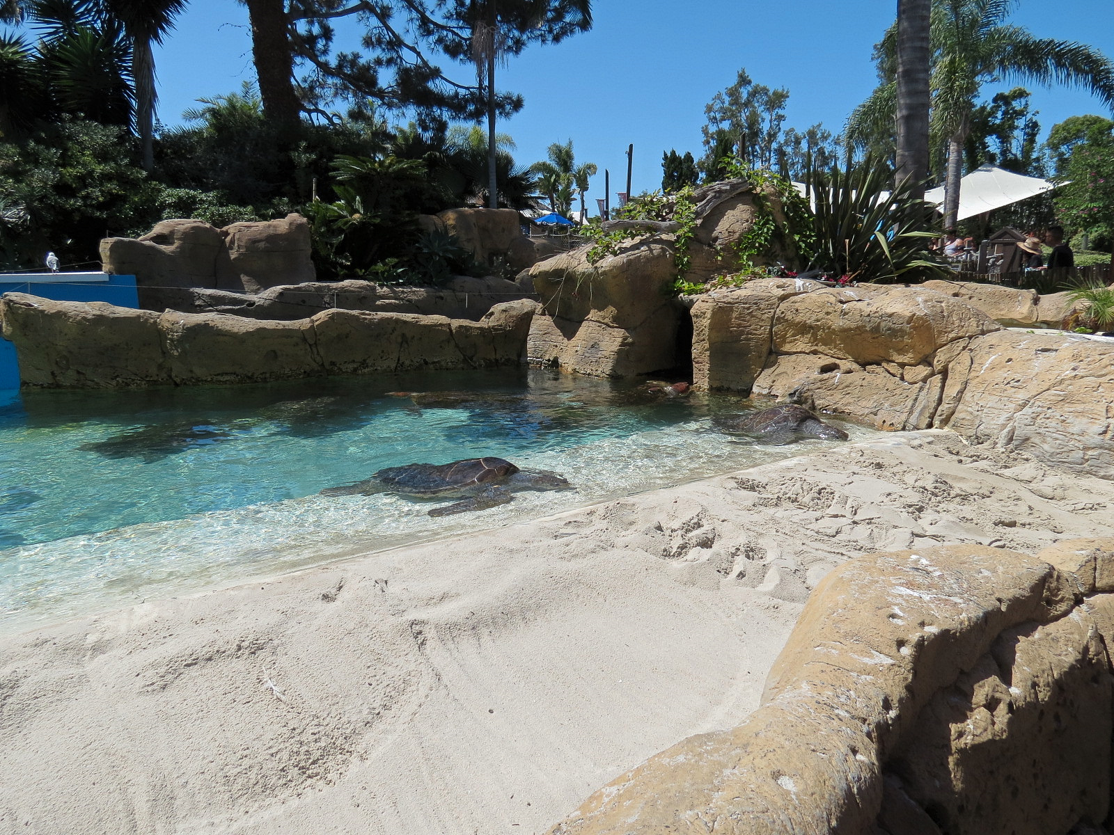 Shipwreck Rapids - Sea Turtle Exhibit 1