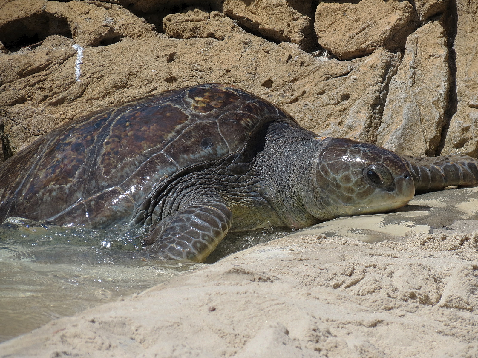 Shipwreck Rapids - Sea Turtle Exhibit 1
