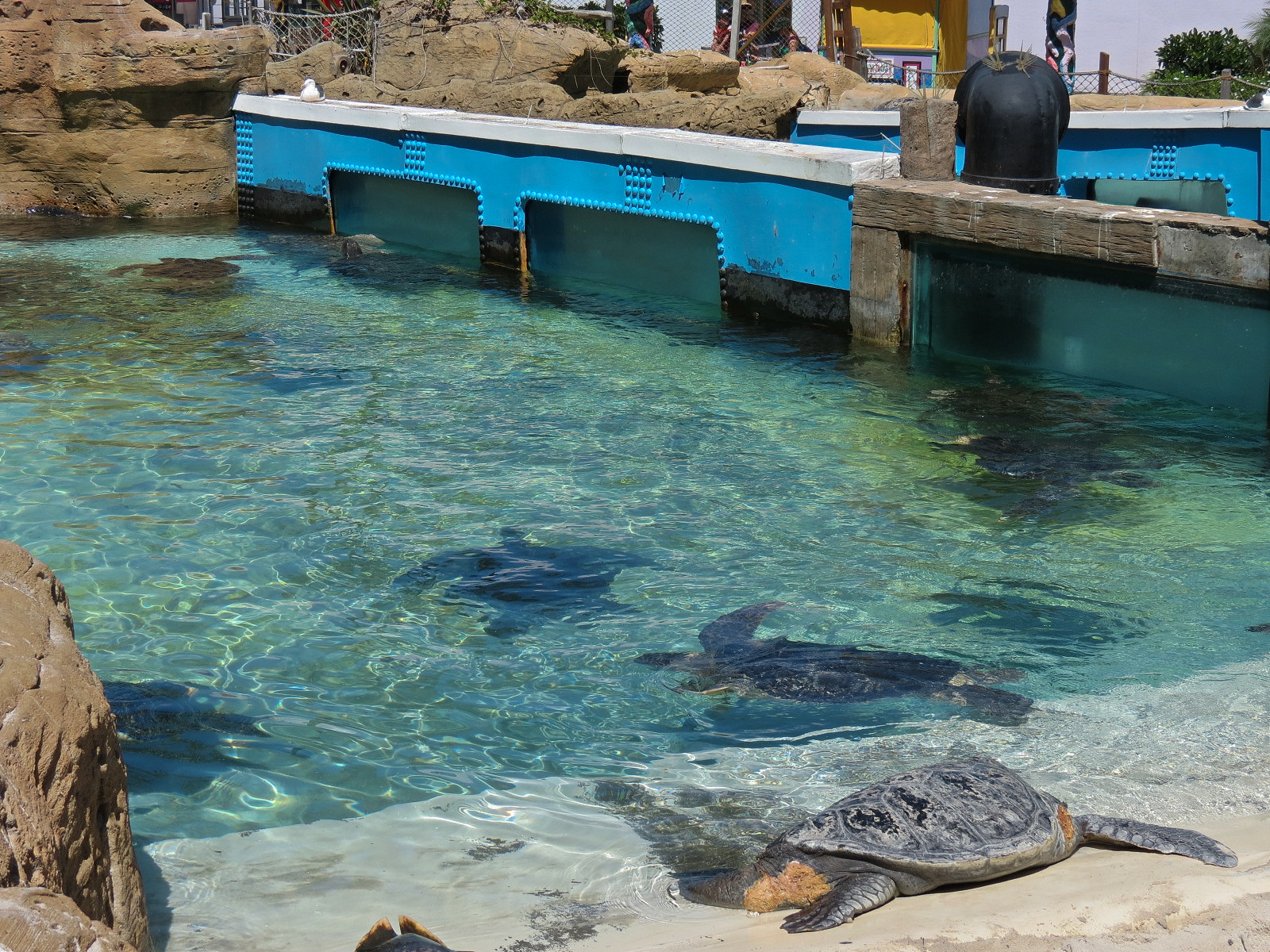 Shipwreck Rapids - Sea Turtle Exhibit 2