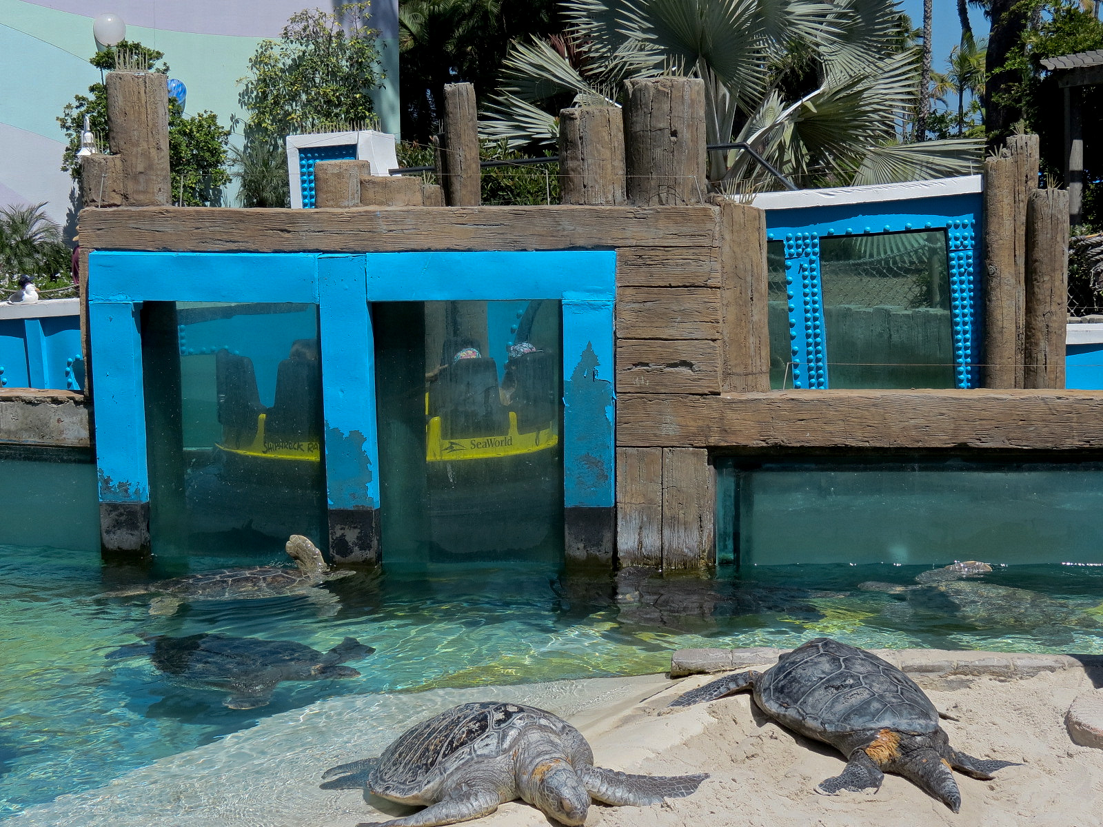 Shipwreck Rapids - Sea Turtle Exhibit 2