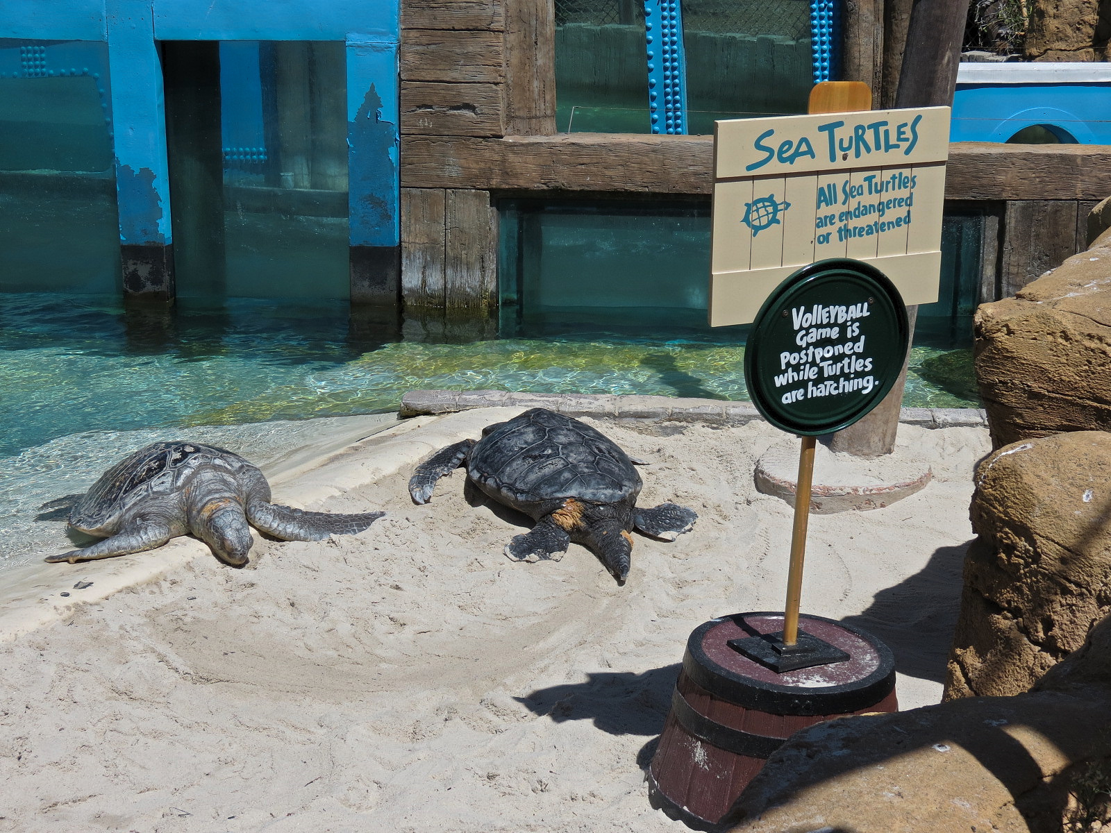 Shipwreck Rapids - Sea Turtle Exhibit 2