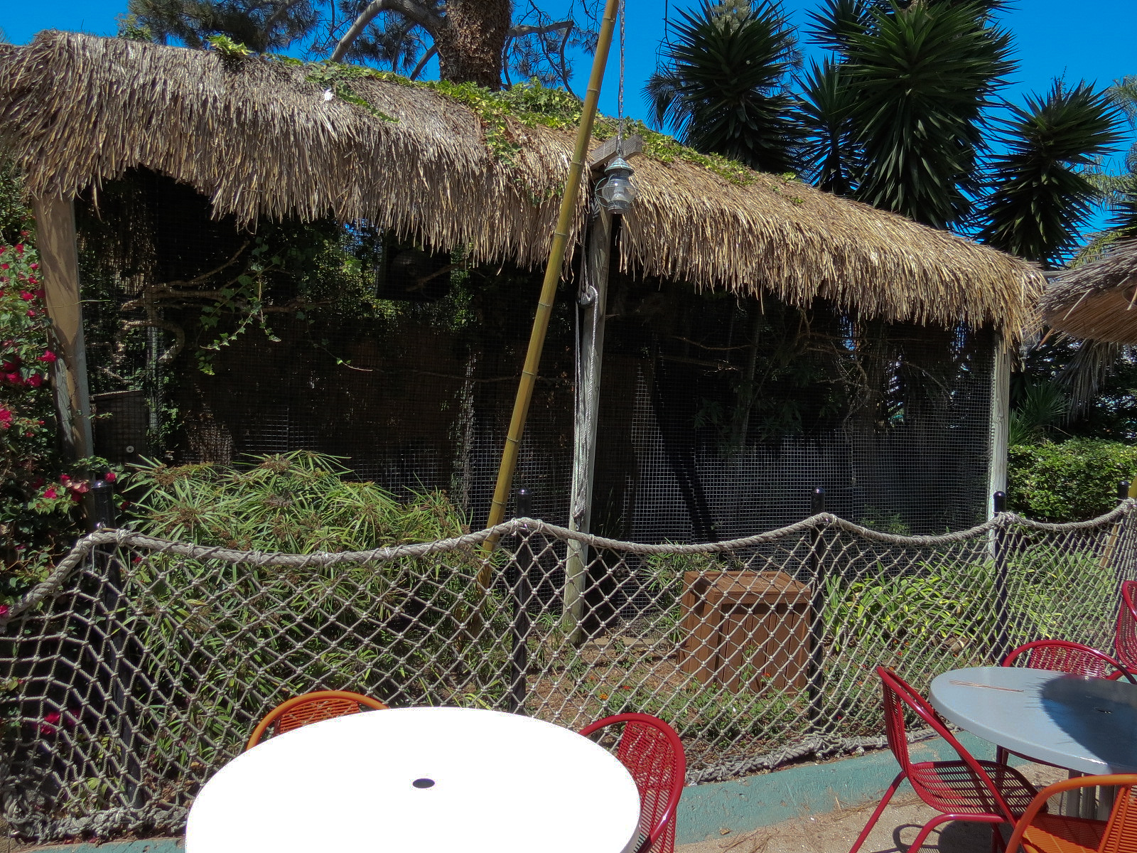 Shipwreck Rapids - Shipwreck Reef Cafe - African Pygmy Goose Exhibit