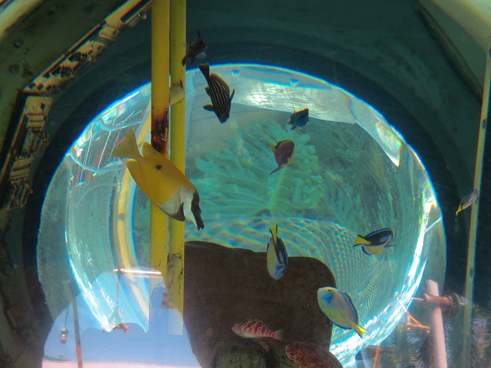 Shipwreck Rapids - Shipwreck Reef Cafe - Aquarium - Unsigned