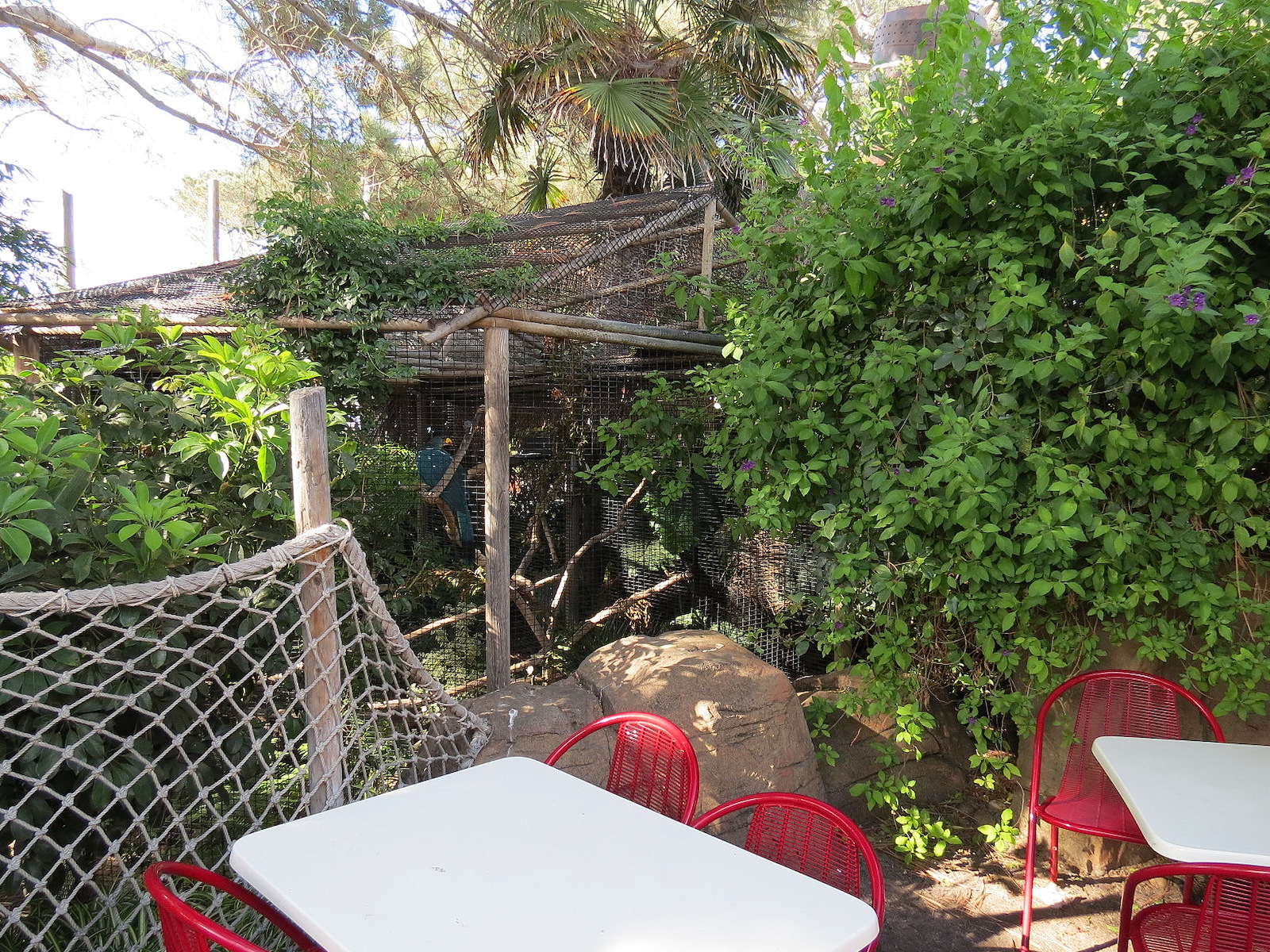 Shipwreck Rapids - Shipwreck Reef Cafe - Great Blue Turaco Exhibit