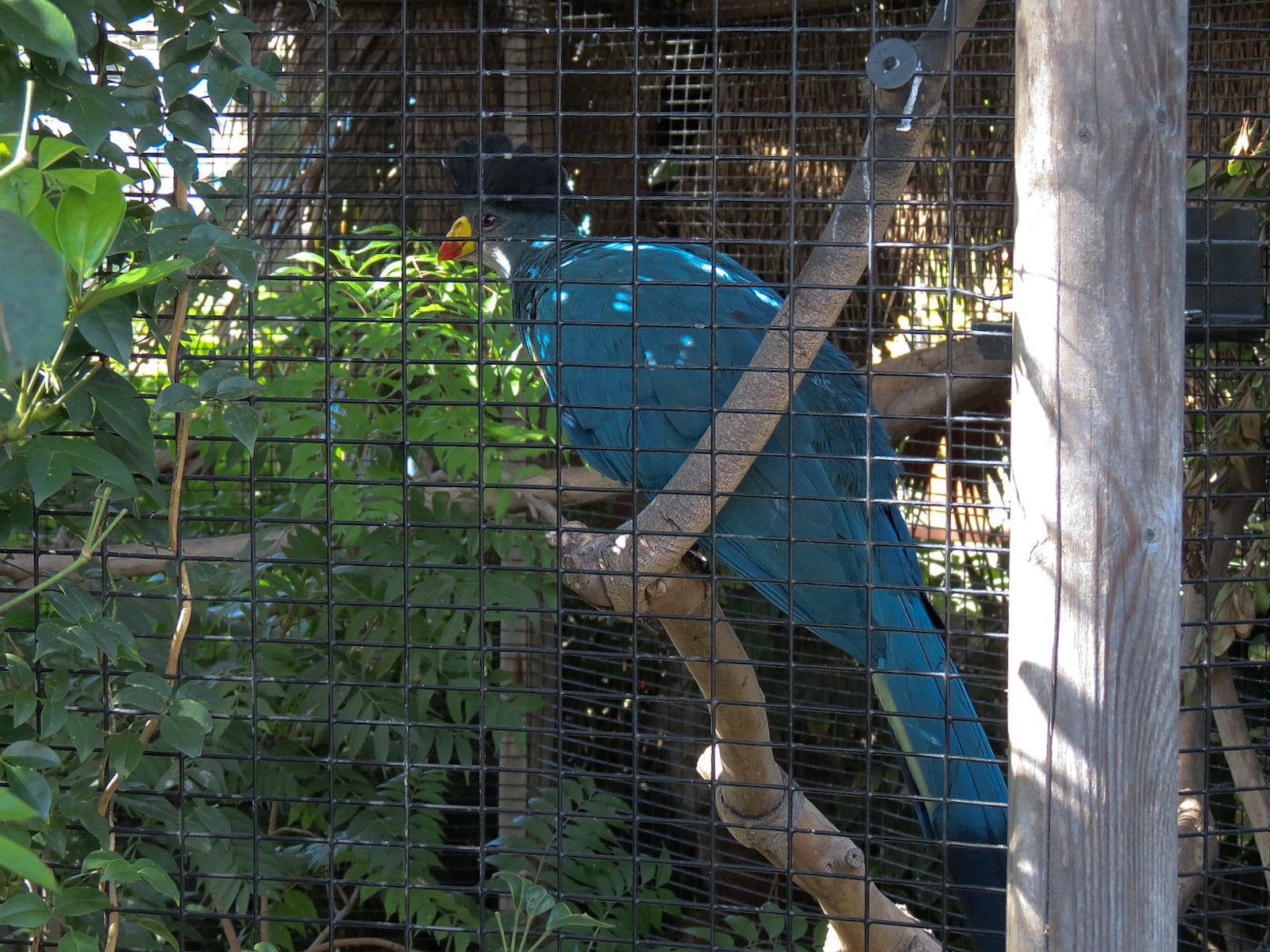 Shipwreck Rapids - Shipwreck Reef Cafe - Great Blue Turaco Exhibit