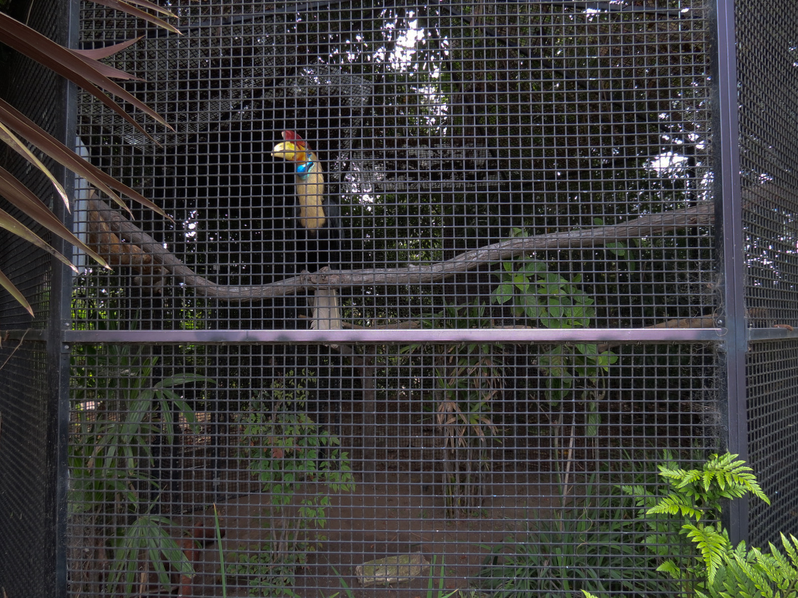 Shipwreck Rapids - Shipwreck Reef Cafe - Knobbed Hornbill Exhibit