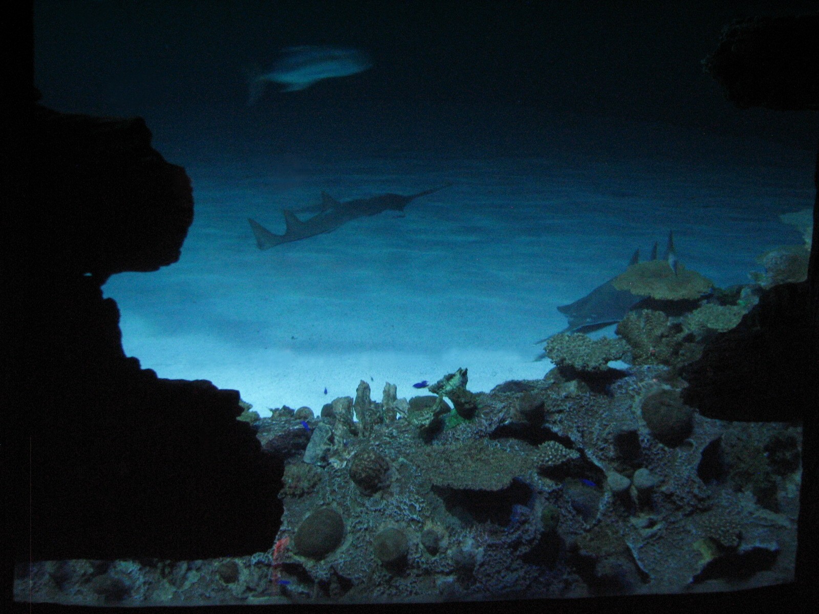 Shipwreck - Reef and Sandy Bottom - Green Sawfish