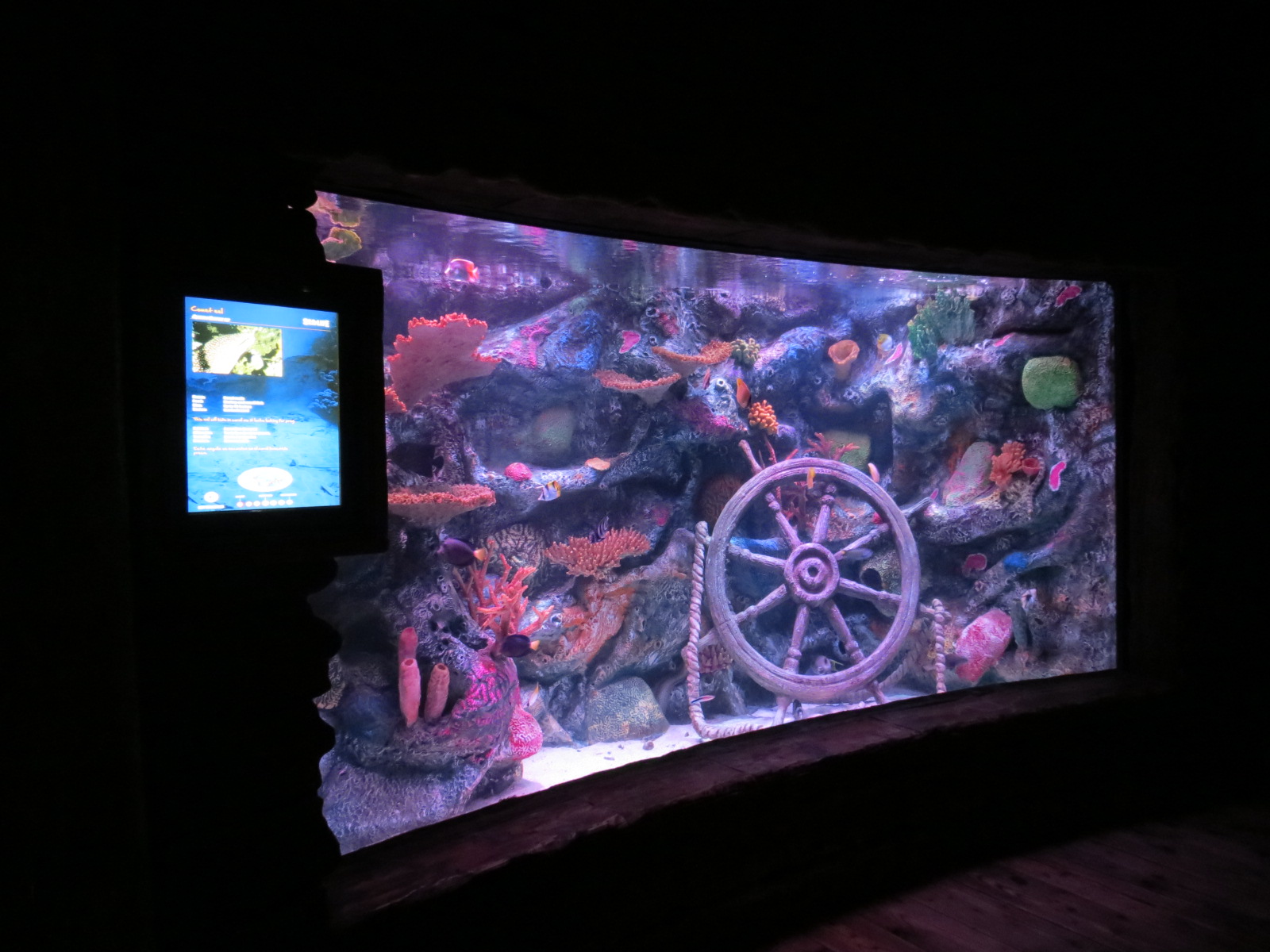 Shipwreck - Reef Wall Tank