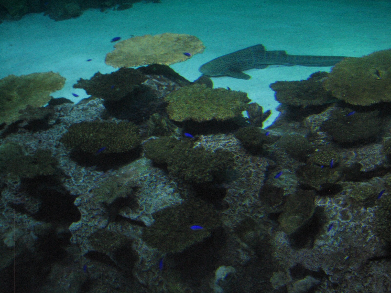 Shipwreck - Reef - Zebra Shark