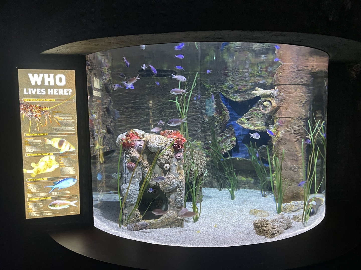 Shipwreck Room Tank #1