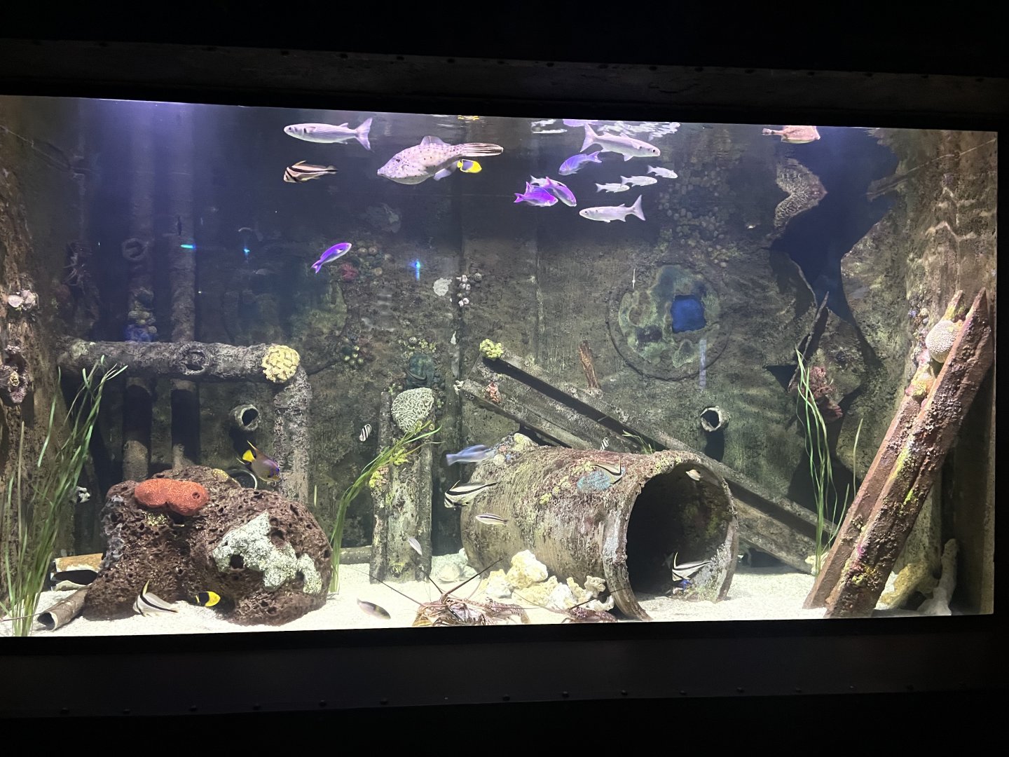 Shipwreck Room Tank #2