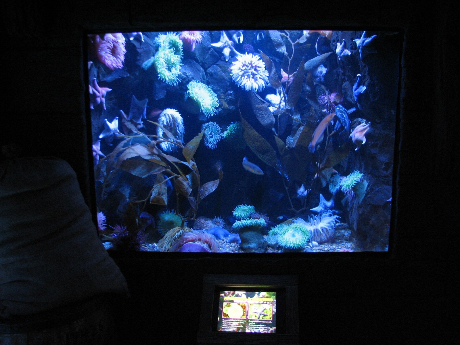 Shipwreck - Sea Anemone and Sea Star Exhibit