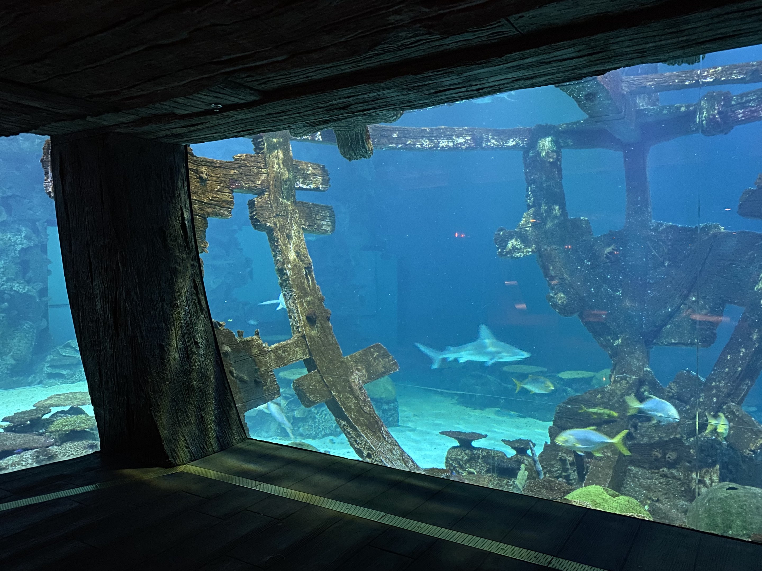 Shipwreck Shark Tank