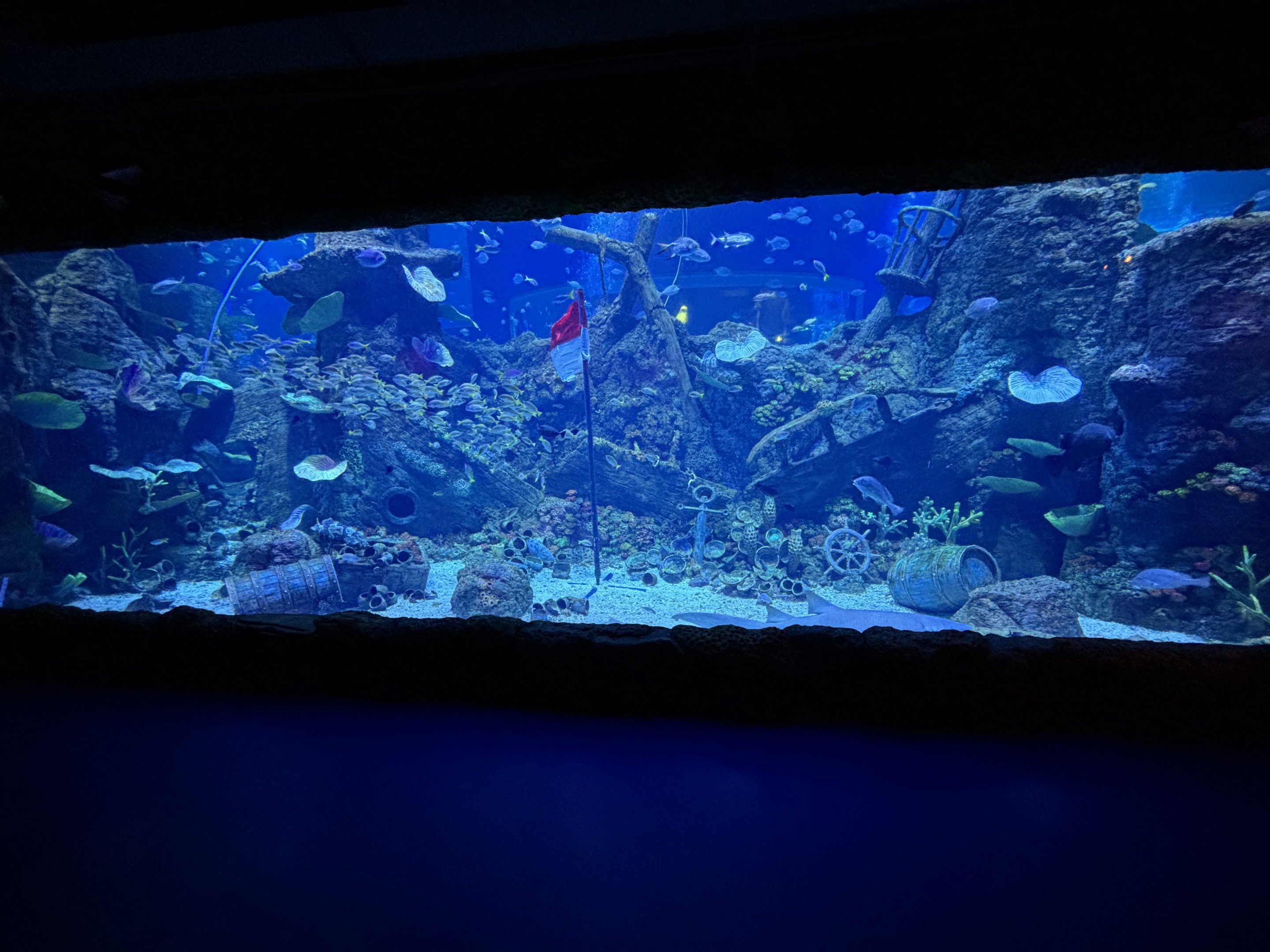 Shipwreck Tank - BXSea Aquarium