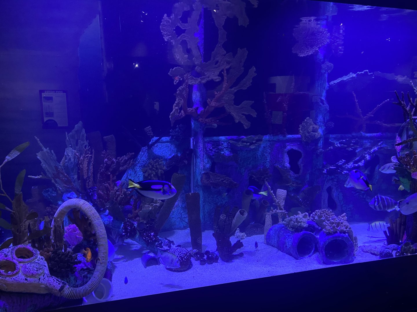 Shipwrecks Alive - Larger Side Tank