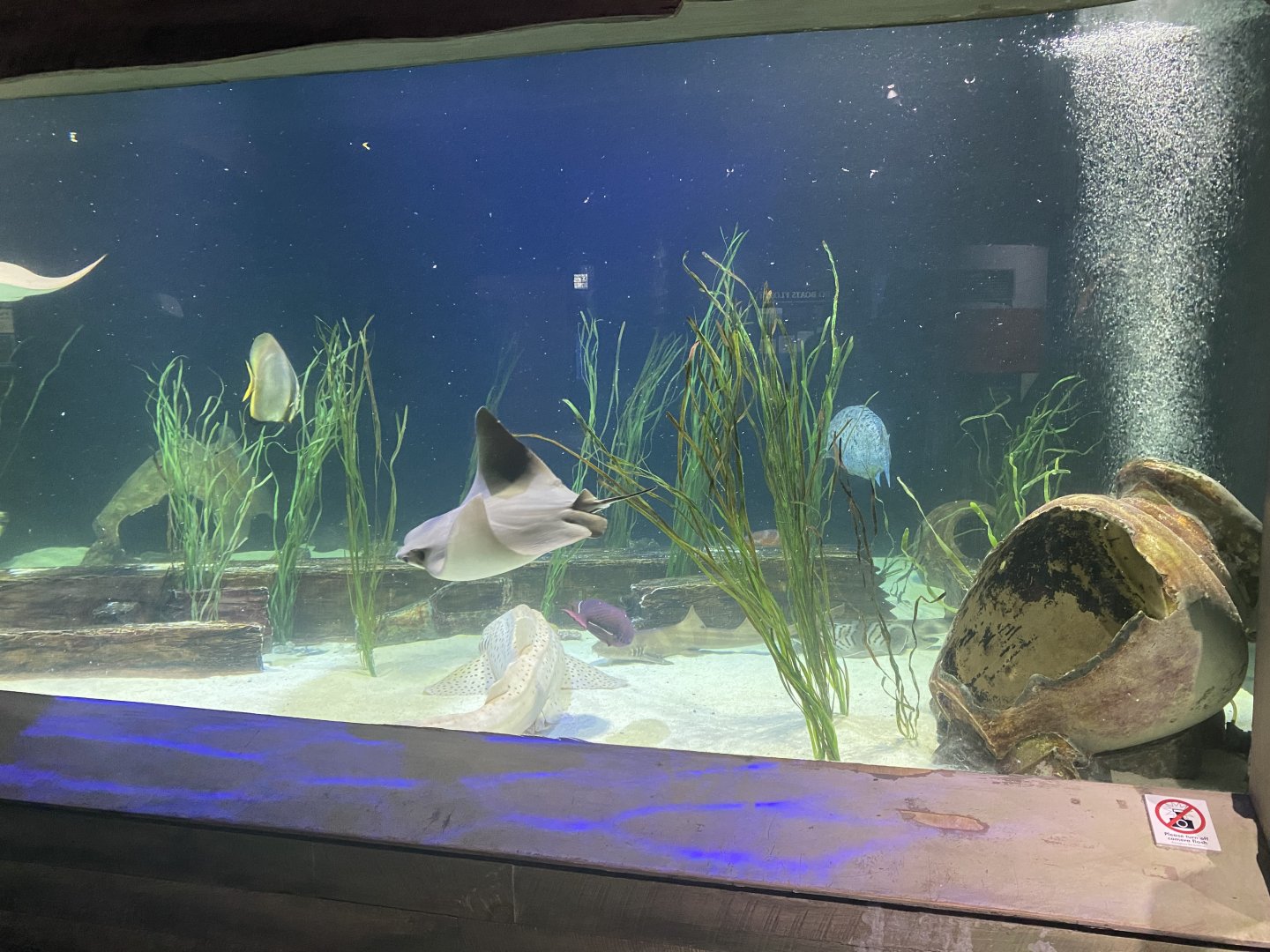 Shipwrecks Alive - Main Tank