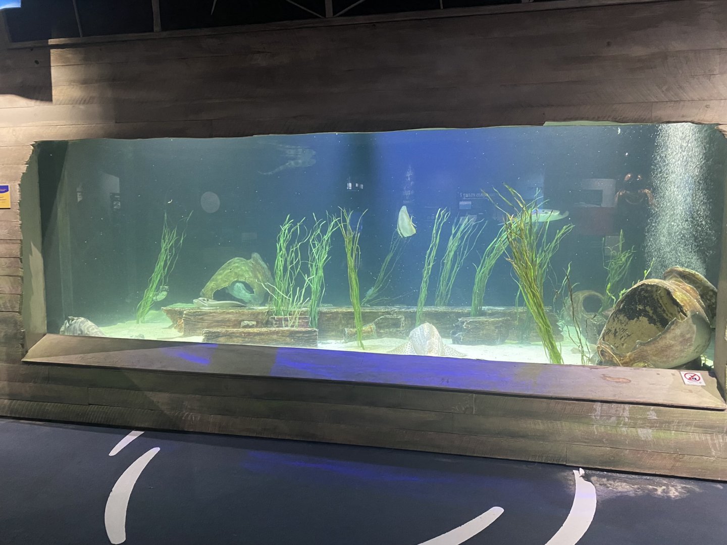 Shipwrecks Alive - Main Tank