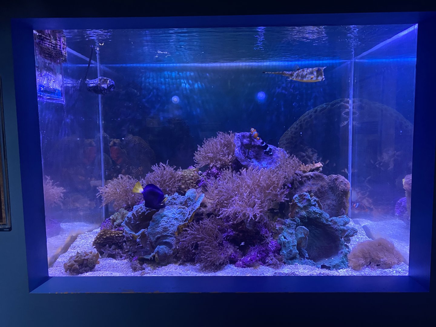 Shipwrecks Alive - Smaller Side Tank