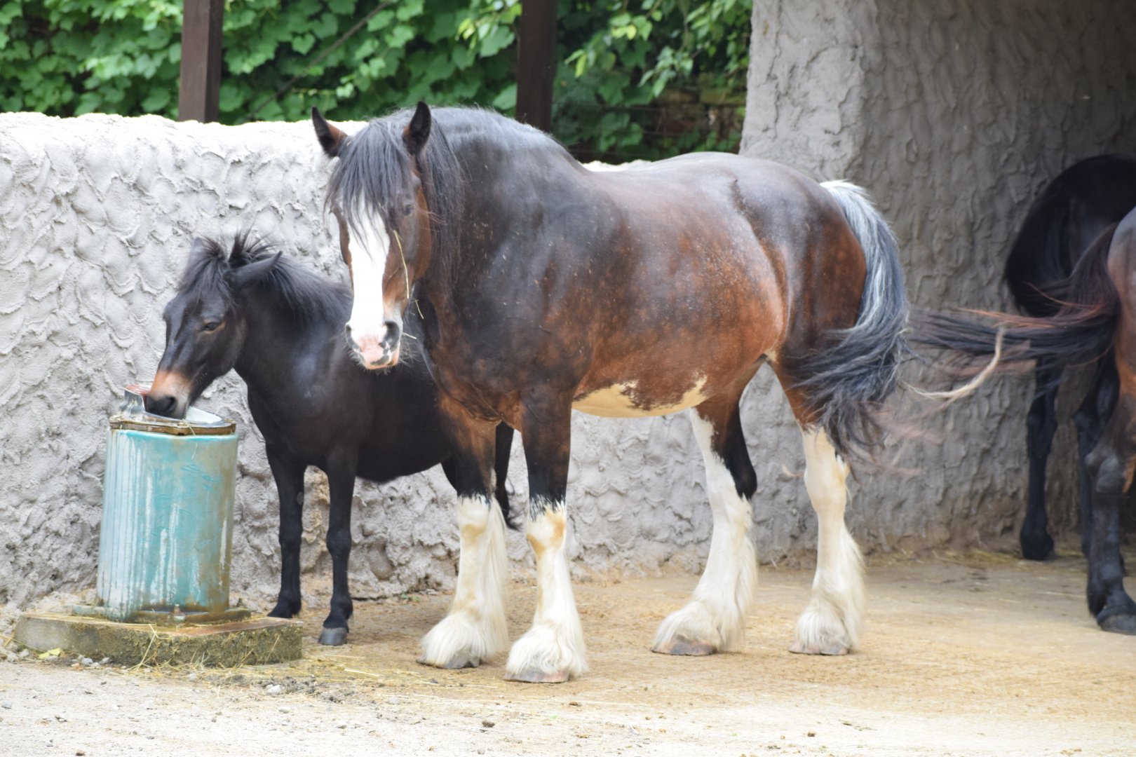 Shire horse