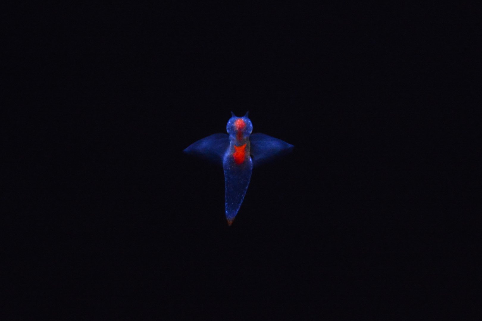 Shiretoko sea angel (Clione elegantissima)