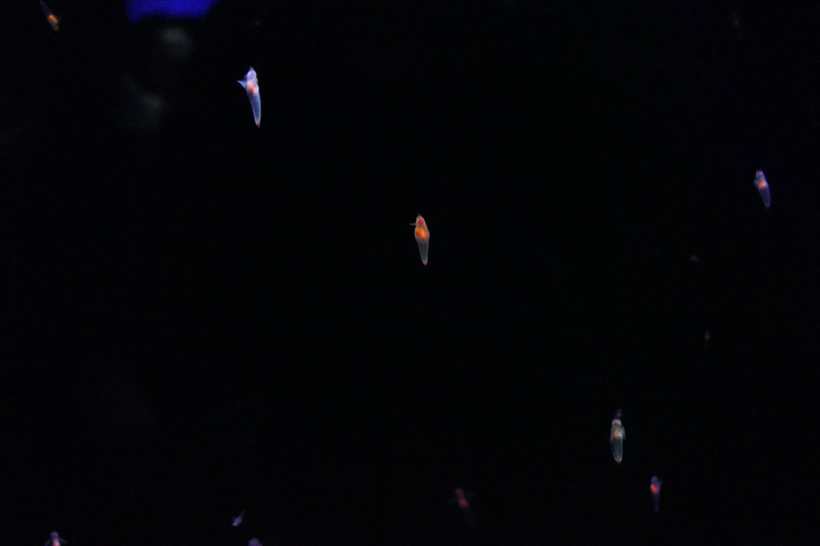 Shiretoko Sea Angel (Clione elegantissima)