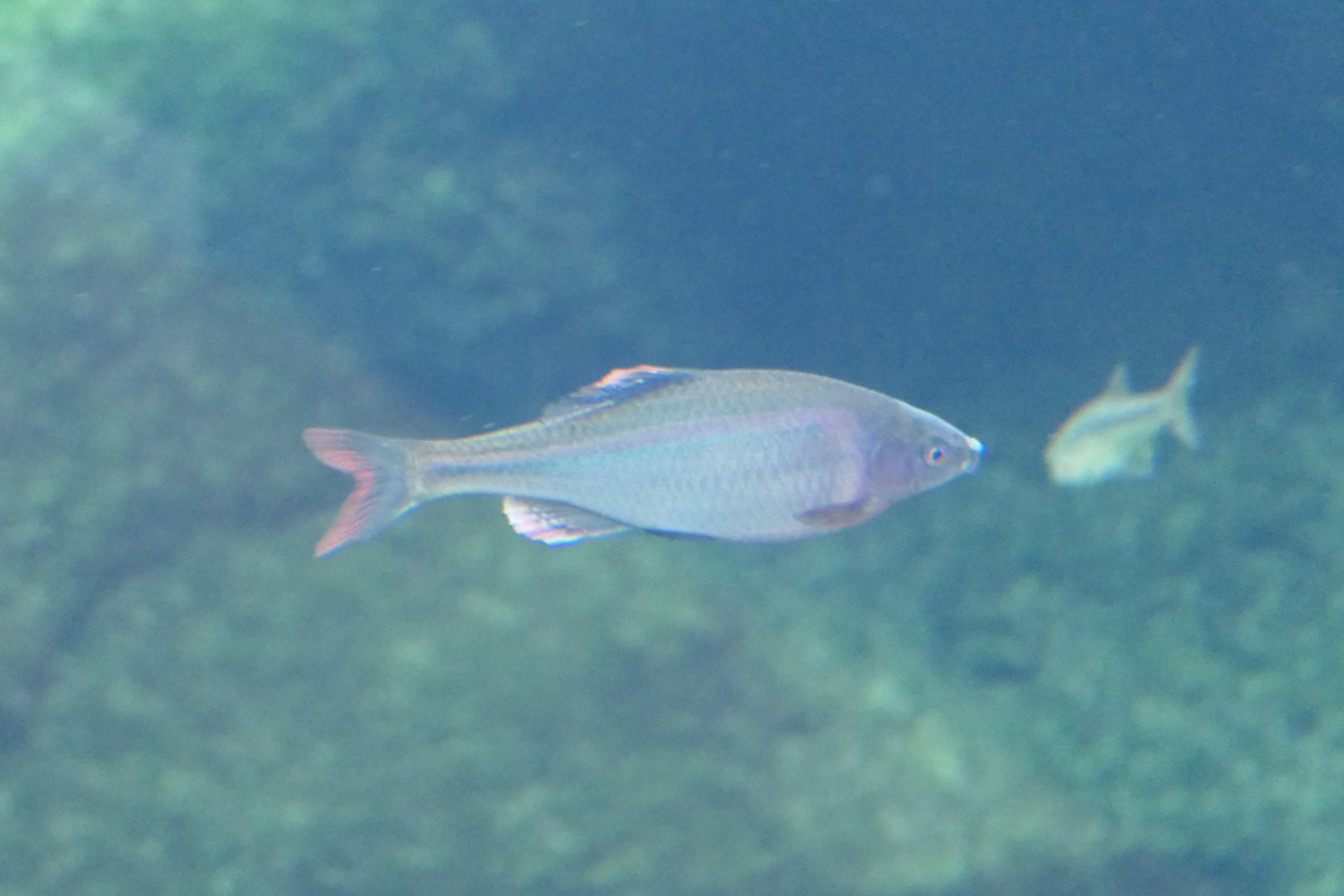 Shirohiretabira (Acheilognathus tabira tabira) - Lake Biwa Museum