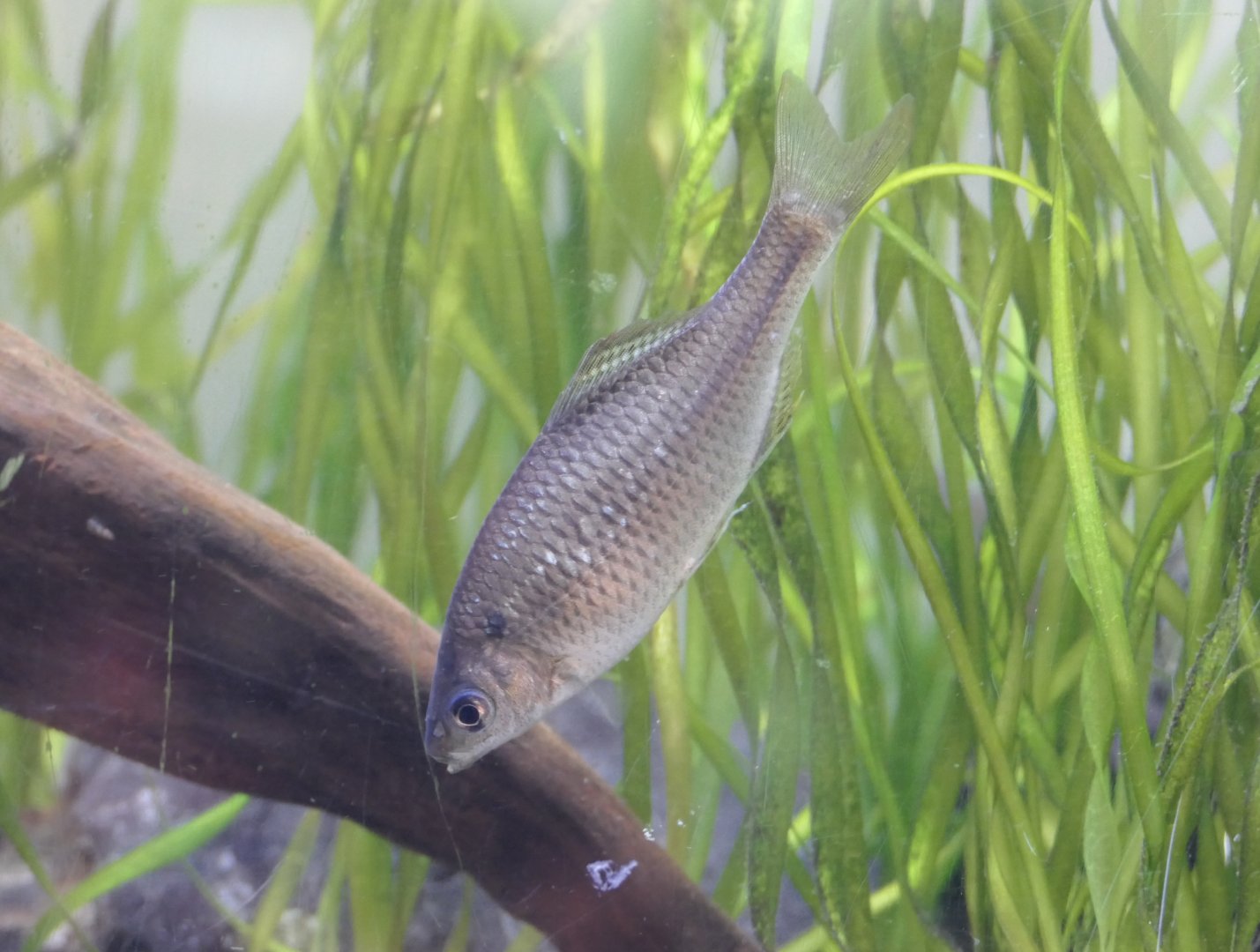 Shirohiretabira (Acheilognathus tabira tabira)