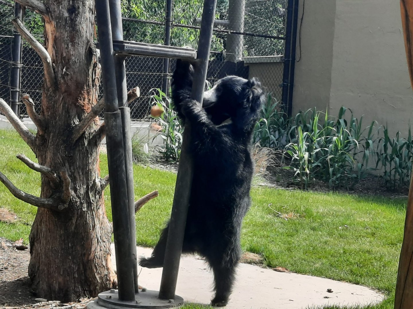 Shiva Slapping Down a Mango