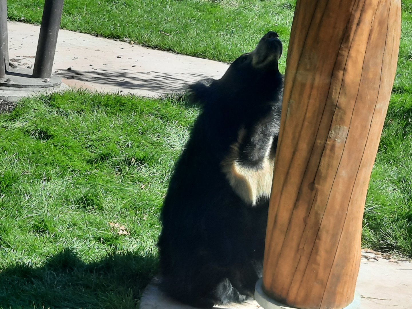 Shiva the Sloth Bear