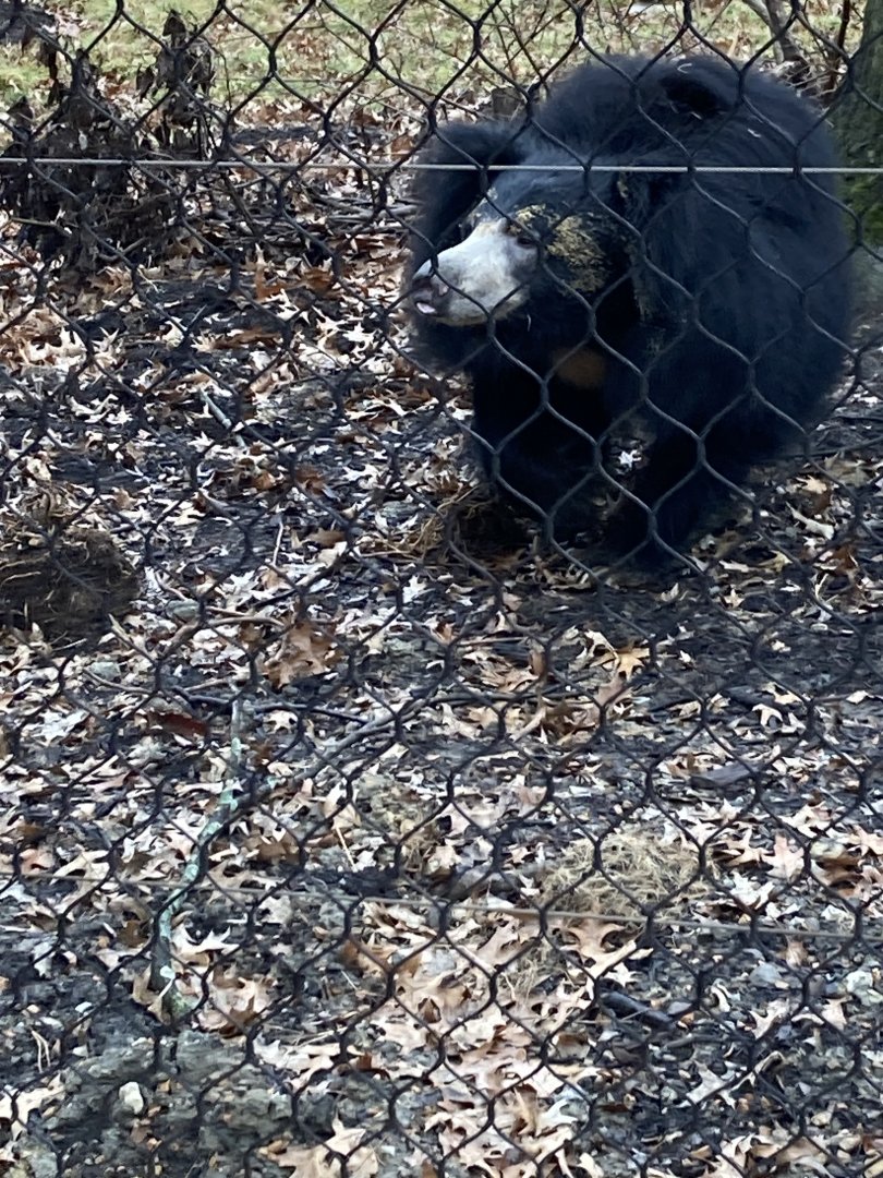 Shiva the Sloth Bear