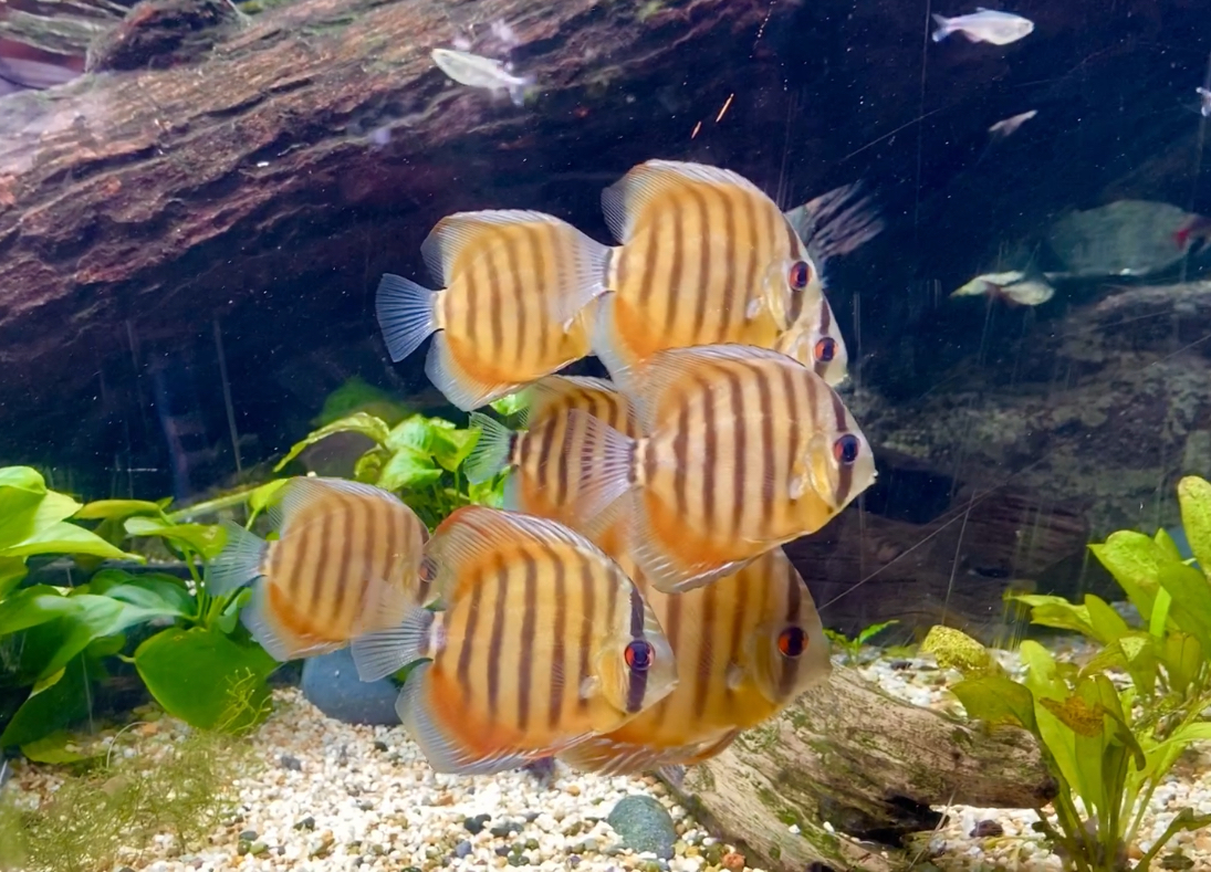 Shoal of Discus, River Wonders