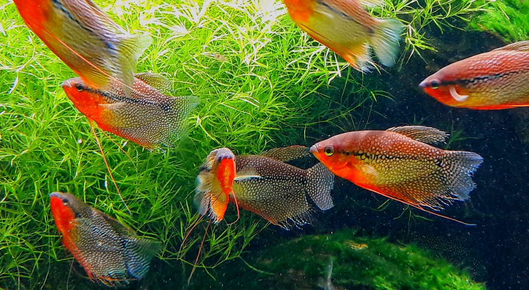 Shoal of Male Pearl Gourami (Trichopodus leerii)