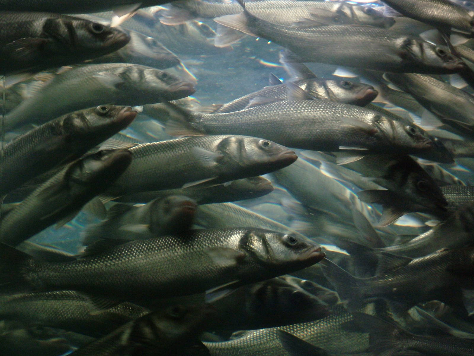 Shoaling Fish Display at Loro Parque, 08/11/10