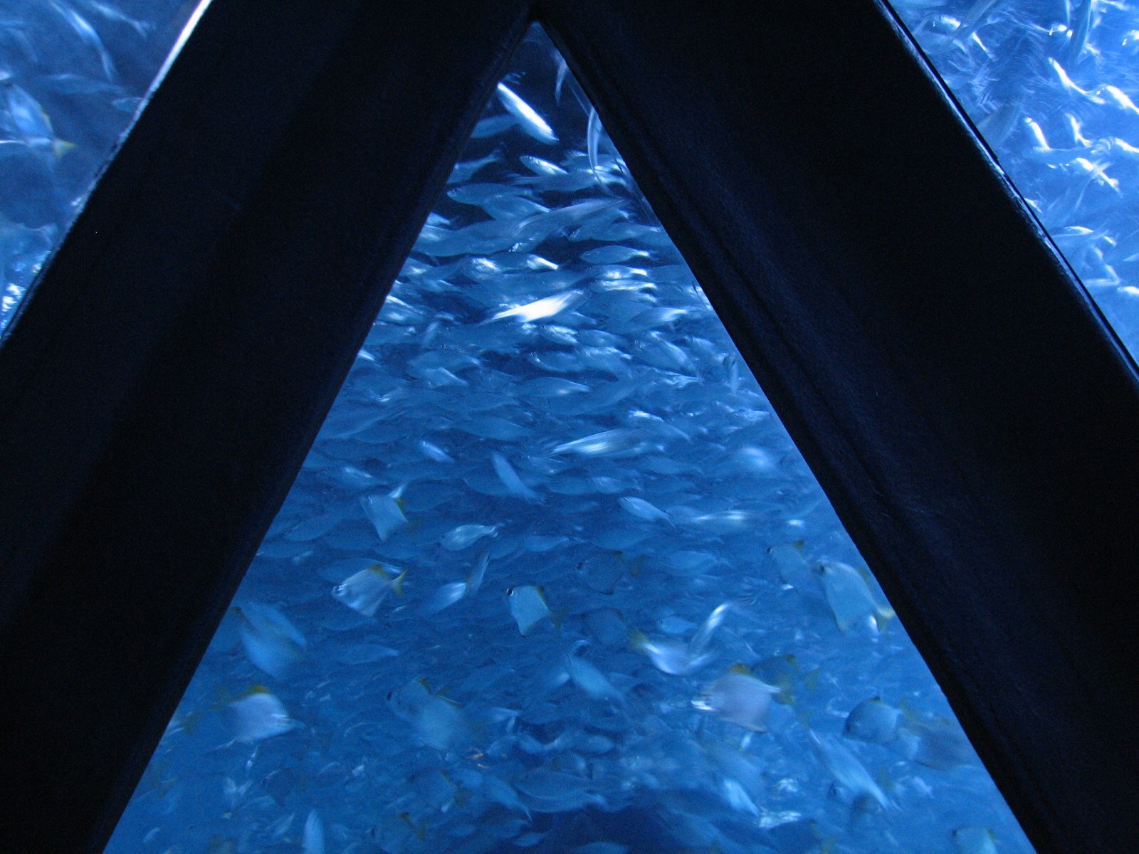 Shoaling Ring - Detail