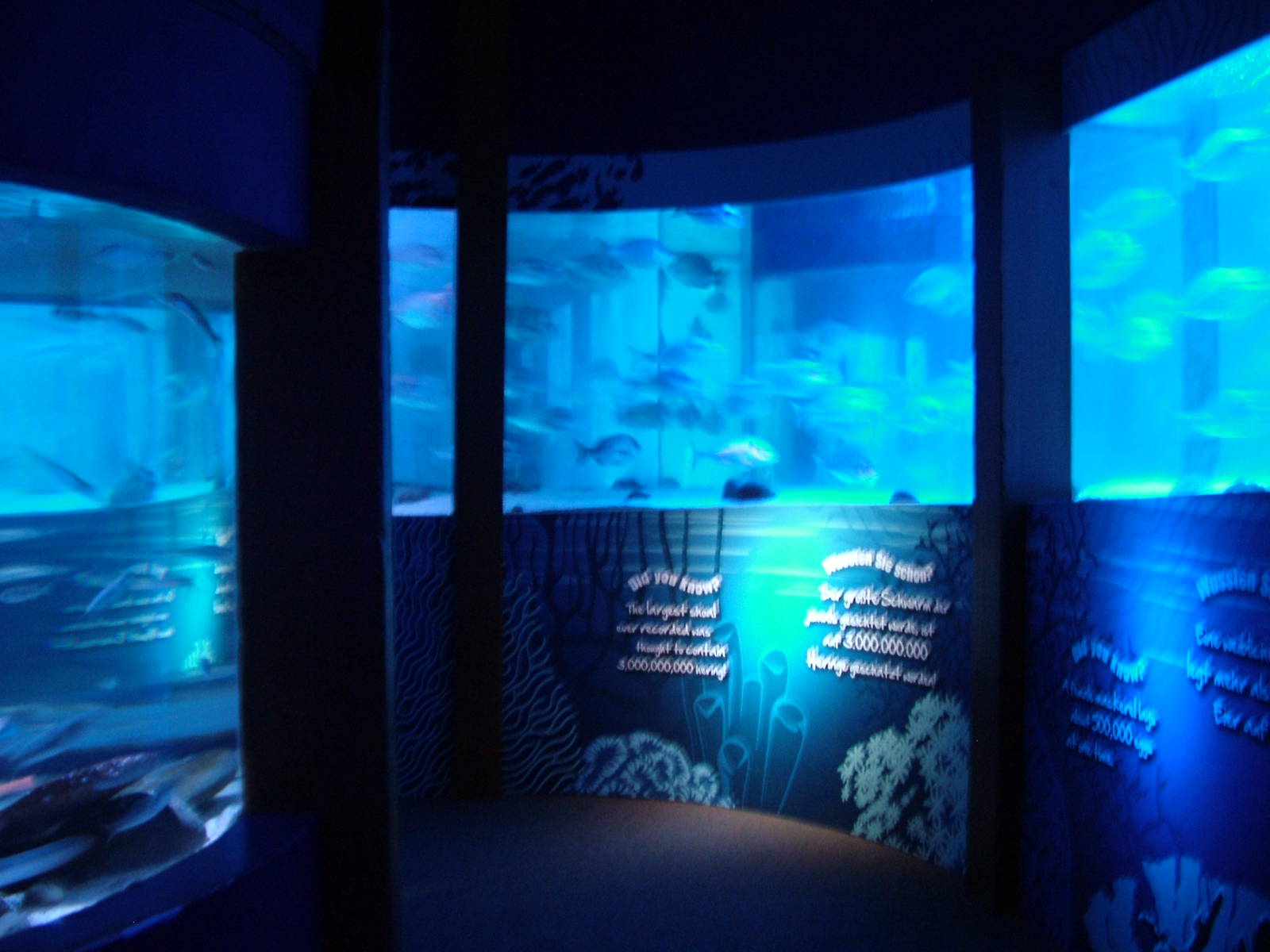 Shoaling Room at SeaLife Berlin, 05/09/11