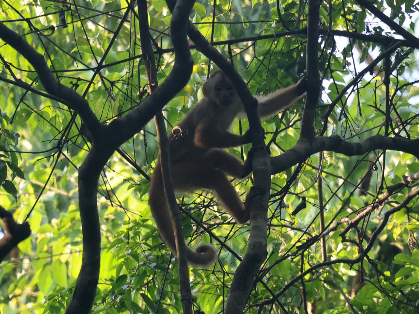 shock-headed capuchin (Cebus cuscinus)