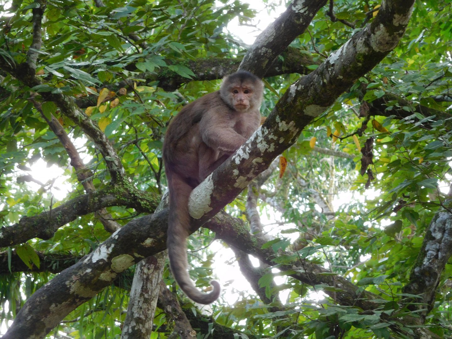 Shock-headed Capuchin