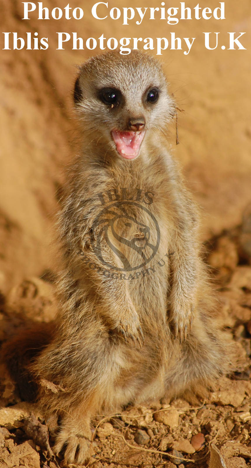 Shocked Meerkitten