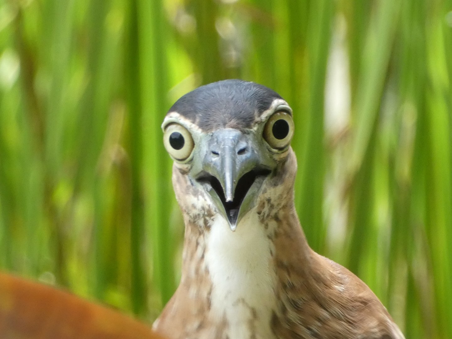 Shocked rufous night heron