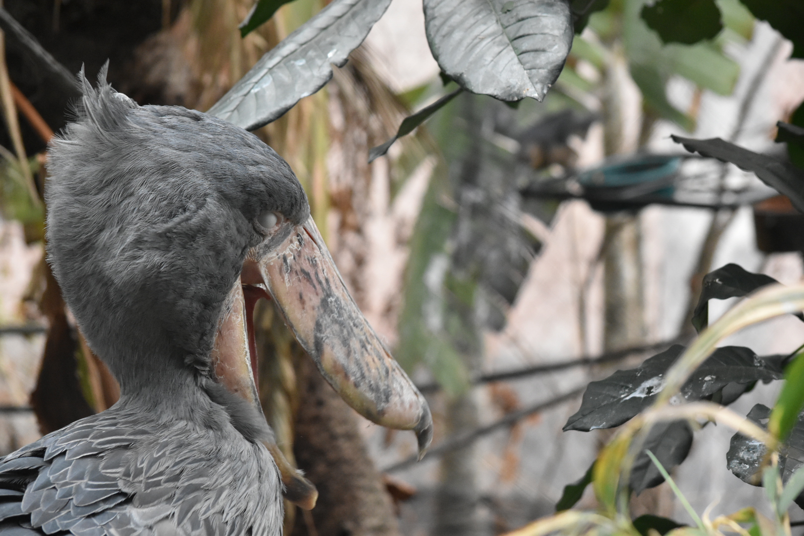 Shoe Bill Stork- Dallas World Aquarium