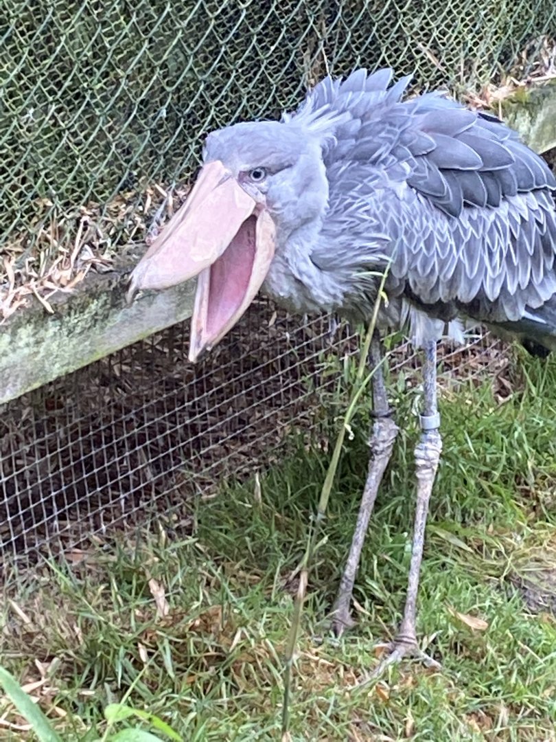 Shoebill 020822