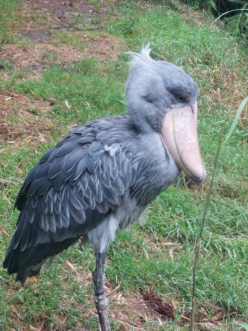 Shoebill 020822