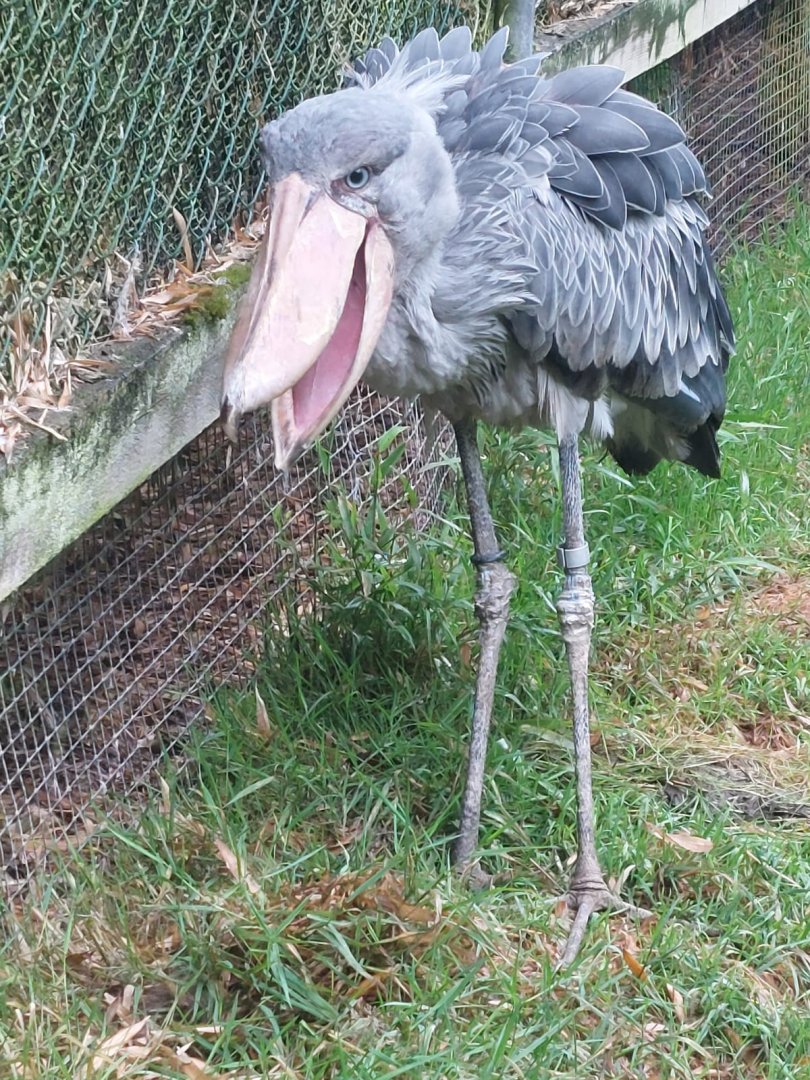 Shoebill 020822