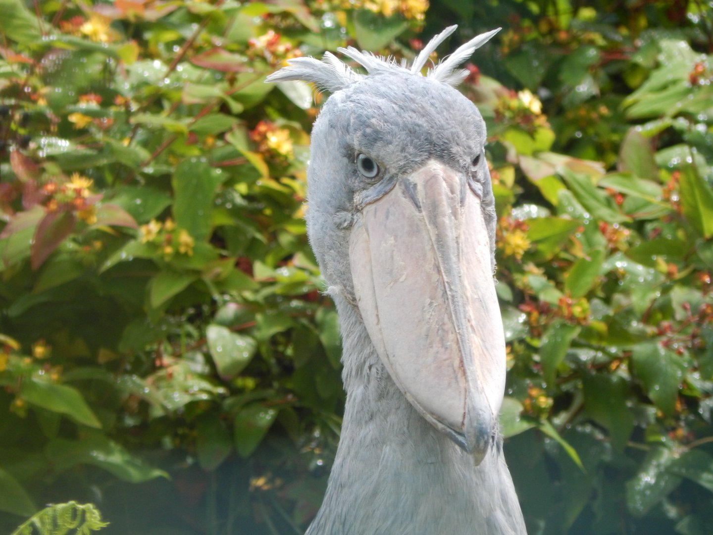Shoebill 050625