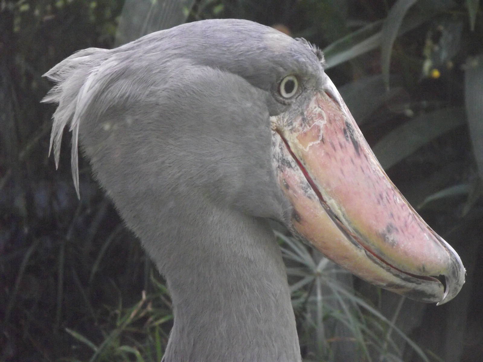 shoebill 140911