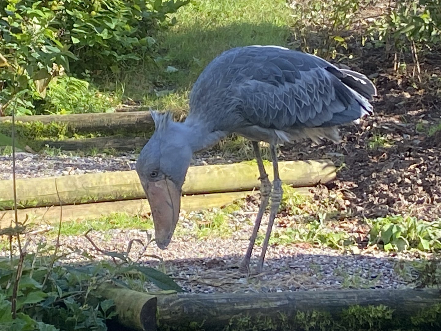 Shoebill 141023